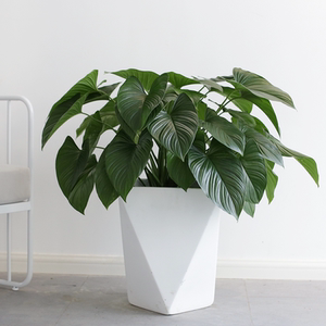 绿芙蓉尤朵拉小型室内盆栽绿植客厅卧室百搭植物办公室前台阳台