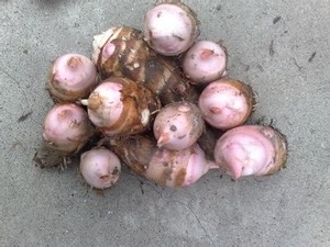 00颜雨诚信企业店淘宝崇明红梗香酥芋5斤小芋头红芽芋艿软糯毛芋