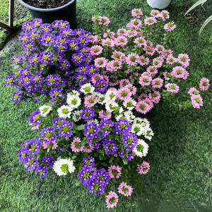 草海桐盆栽 蓝扇花 庭院阳台耐热矮生匍匐花卉 花期长可垂吊 包邮