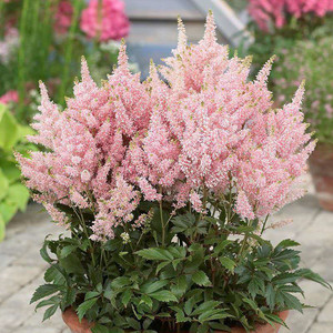 络新妇盆栽 多年生耐阴宿根花卉庭院地栽耐寒花镜植物花卉包邮