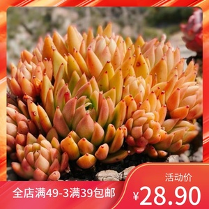 韩系黄金米兰达肉金白蜡东云冬云系新品多头群生多肉植物一物一拍