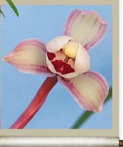 建兰粉色荷型水仙《花仙子》东方仙子兰花绿色盆景高雅办公包邮