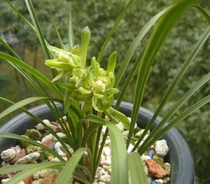 春兰精品奇花兰花苗 余蝴蝶 品种纯正好养易活盆栽有带花苞出包邮