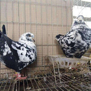 超大元宝鸽子特大一对巨型观赏肉鸽公斤青年种鸽大体型活体鸽包活
