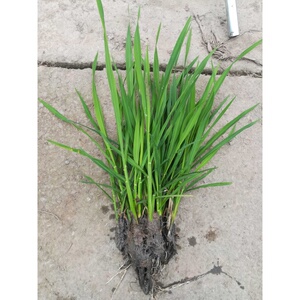 水生植物茭白苗茭白种子 茭瓜双季高瓜苗 美人茭 龙虾套养