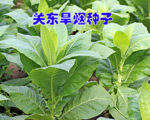 关东东北旱烟种子老旱烟烟东北烟草种子亚布力旱烟种子种籽