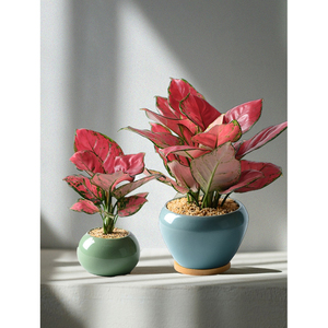 吉利红小盆栽室内桌面花卉防辐射好养绿植净化空气耐阴红如意植物