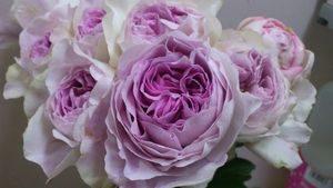 伊芙紫苑月季