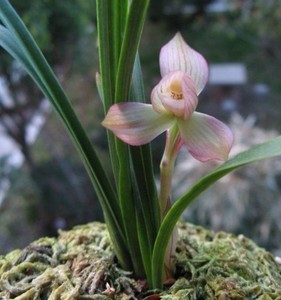 阳台室内花卉盆栽兰花苗春兰【关鸠】浓香绿植花卉园艺