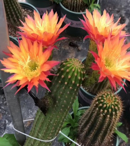 超级杏高8厘米 开大花仙人球香味群开毛花柱大型多花仙人柱防辐射