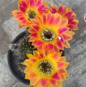 仙人球 阳光明媚 丽花属3厘米 无根