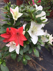 草木轩 原生日本皋月杜鹃夏娟翠扇庭院阳台花卉绿植盆栽盆景素材