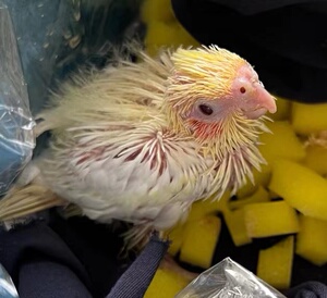 玄凤鹦鹉幼鸟学说话中型手养黄化原始灰珍珠一对繁殖鹦鹉雏鸟活禽