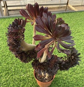 黑法师老桩云南