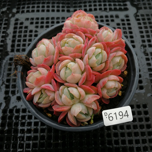 【精选一物一拍】双子贝瑞胭脂贝瑞9厘米盆,带土含盆,多肉植物