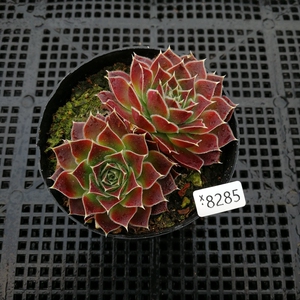 多肉植物神须草