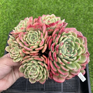 【精选一物一拍】三文鱼大棵老桩整桩,12cm盆,带土含盆好养多肉