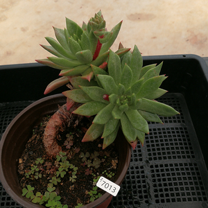 【精选一物一拍】老桩绿体仙女杯,8-11cm盆,带土含盆,多肉植物