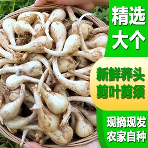 农家现摘荞头新鲜野生大个自种乔头藠头剪叶生叫头新鲜蔬菜茭白