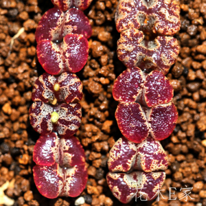 花木e家 超级蝴蝶勋章 鸟哈尼肉锥岛田生石花屁屁花优选趣味植物