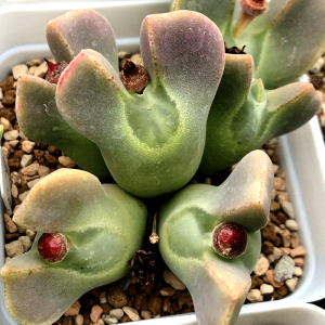 花木e家 空蝉 大眼睛少将肉锥岛田生石花屁屁花优选肉锥 趣味萌物