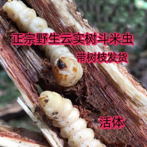 斗米虫子午虫 保证正宗野生云实树斗米虫 10只 自然生长