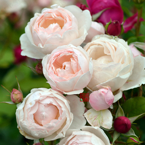 f64费加罗夫人等青莲居欧洲月季1加仑灌木欧月四季开花庭院花卉苗