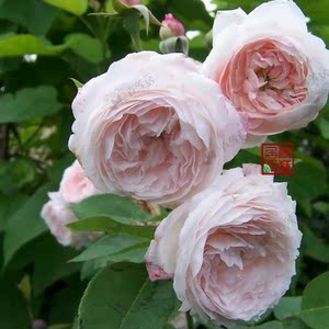 f16皮埃尔欧格夫人madame pierre oger青莲居法国强香波旁月季mcl