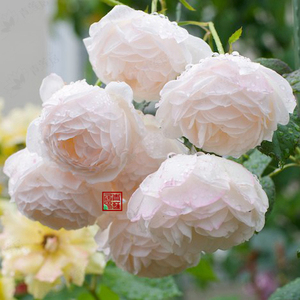 f64费加罗夫人madame figaro青莲居月季大花灌木多季植物花卉种苗