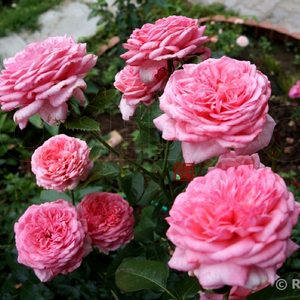 s获奖f67莫利纳尔玫瑰la rose de molinard青莲居大灌木月季种苗