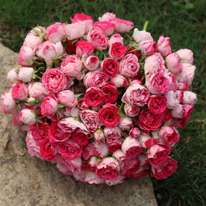 爬藤垂吊月季花苗胭脂扣大苗藤本丰花多头庭院蔷薇花卉