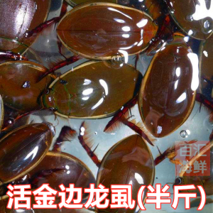 【活金边龙虱(半斤)】(约60-70只)水蟑螂活体水鳖虫射尿龟水龟子