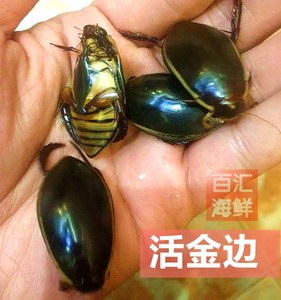 【鲜活金边龙虱】(1斤约130-150只)水蟑螂活体水鳖虫射尿龟水龟子