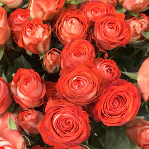 惊艳泡泡 月季多头玫瑰切花盆栽花卉