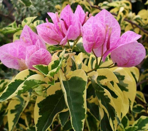 金边五宝 三角梅 扦插苗 有苗情图 满额包邮 枝条细软勤花