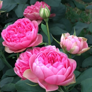 新品 枫叶玫瑰/莲花宝石 月季花苗灌木丰花多季开花 盆栽阳台