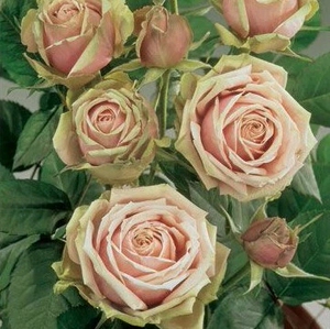 浪漫伊甸园 丰华切花 勤花 耐开月季花苗