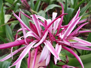 红花文殊兰  开花球