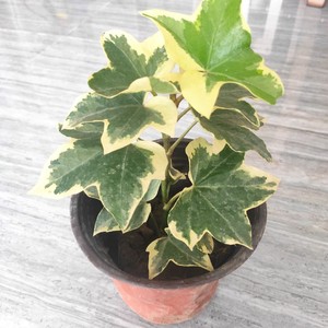 花叶熊掌木 不含盆 庭院阳台室内植物花卉绿植