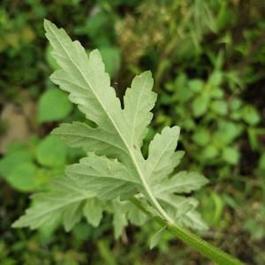 初级农产品今年新货晒干野菊花黄菊花枝叶苦薏整棵山菊花浴泡澡