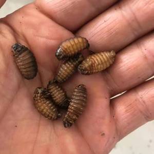 2022年新皮虫画眉绣眼高档活体鸟食提性上膘小黄虫