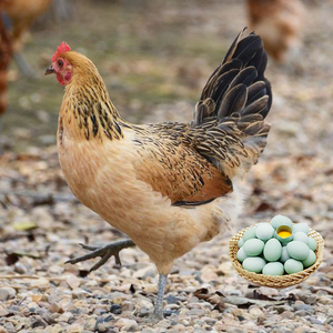 1斤纯种绿壳蛋鸡活苗高产蛋王麻羽土鸡柴小鸡仔下蛋活鸡包活到家