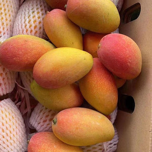 海南树上熟贵妃芒果小金凤凰现摘10斤大果整箱包邮当即水果新鲜