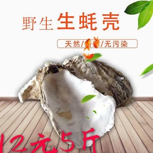 装饰贝壳砌墙烧烤牡蛎壳生蚝壳鱼池缸滤材贝壳污水过滤蚝壳海蛎壳