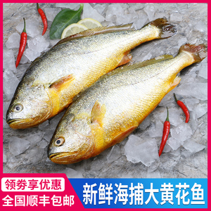 东海小鲜淘宝原生态大陈黄鱼 新鲜活冻非冰冻黄花鱼海鱼海鲜水产