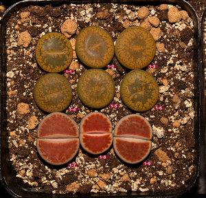 熊童多肉 2年黄日轮c395 血红bloodred番杏生石花屁股花 一物一拍