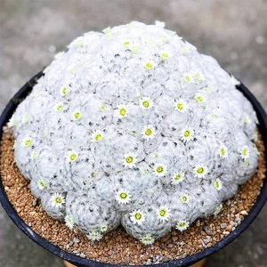 仙人球小盆白星