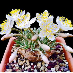 群生峨眉山【菠萝胡巴】大戟科块根多肉植物稀有盆栽绿植jia836016