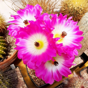 红太阳仙人球稀有品种室内易开花盆栽开大花紫太阳不扎手多肉植物