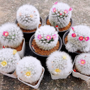 精品实生白云高砂仙人球厚毛开花小盆栽办公室内阳台窗台多肉植物